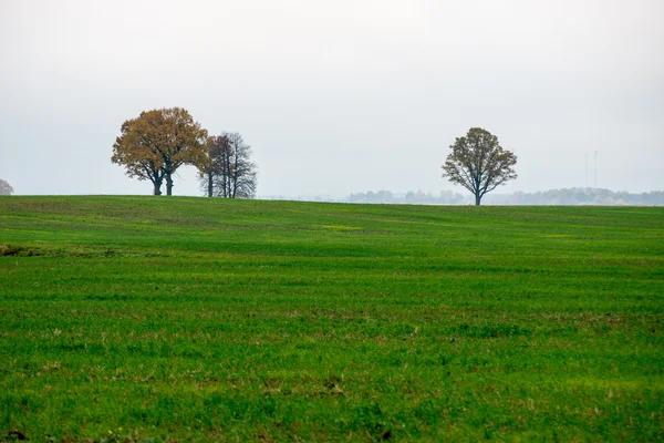 Zielone pole z drzew w kraju — Zdjęcie stockowe