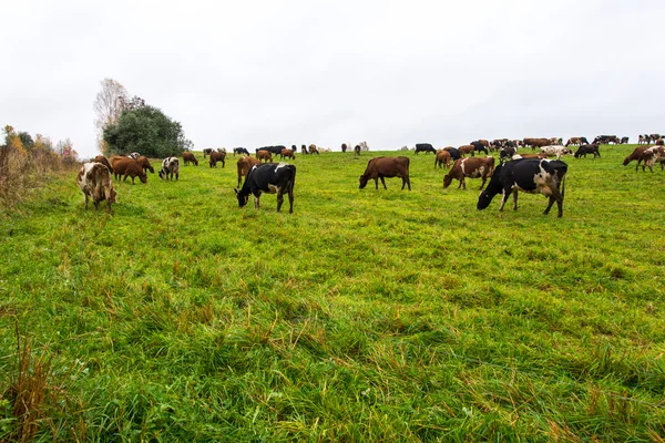 Campo verde com vacas no país — Fotografia de Stock