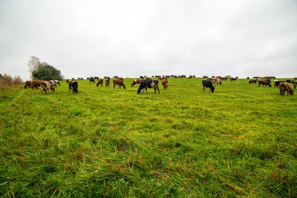 Campo verde com vacas no país — Fotografia de Stock