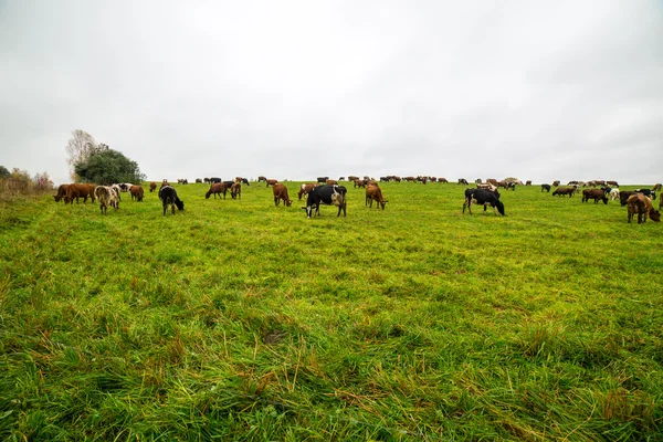 Campo verde com vacas no país — Fotografia de Stock