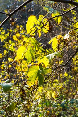 Sonbahar altın renkli yaprakları parlak güneş ışığı altında
