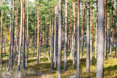 Orman ağaçları kırsalında sonbahar renkleri