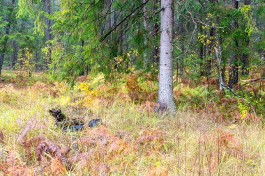 Orman ağaçları kırsalında sonbahar renkleri