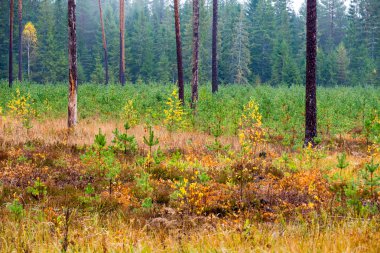 Orman ağaçları kırsalında sonbahar renkleri
