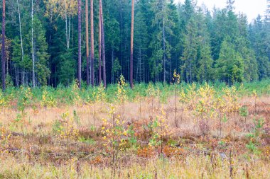 Orman ağaçları kırsalında sonbahar renkleri