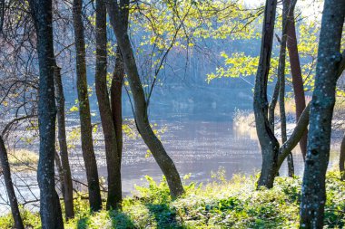 Güneş ışınları ve gölgeler ile parlak yeşil park peyzaj