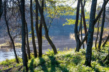 Güneş ışınları ve gölgeler ile parlak yeşil park peyzaj