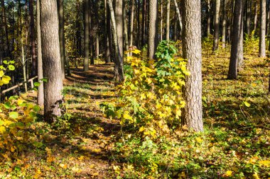 Orman ağaçları kırsalında sonbahar renkleri