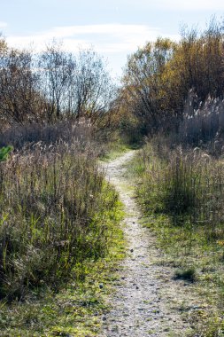 Orman ağaçları kırsalında sonbahar renkleri