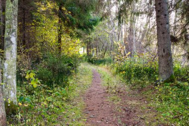 ormanda sonbahar renkli turizm iz