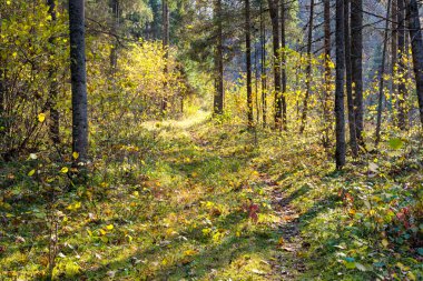 ormanda sonbahar renkli turizm iz