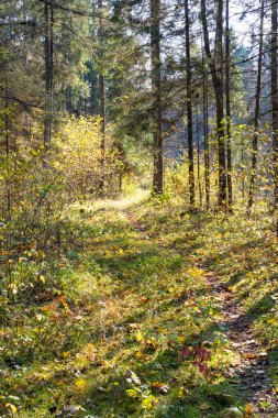 ormanda sonbahar renkli turizm iz