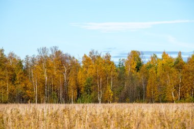 Sonbahar renkli kırsal manzara