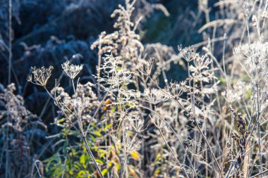 ülkenin ilk kış frost
