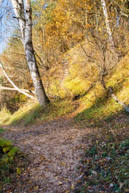 ormanda sonbahar renkli turizm iz