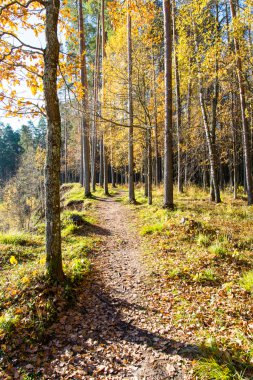 ormanda sonbahar renkli turizm iz