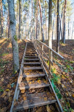 ormanda sonbahar renkli turizm iz
