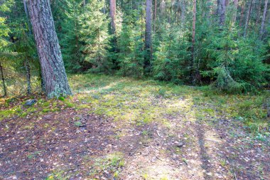 ormanda sonbahar renkli turizm iz