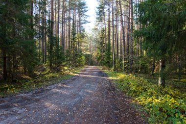 ormanda sonbahar renkli turizm iz