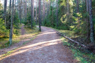 ormanda sonbahar renkli turizm iz