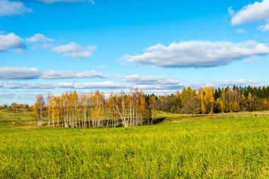 ülkenin ağaçları ile yeşil alan