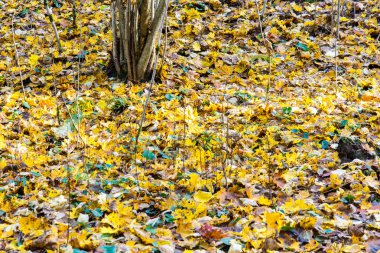 Sonbahar renkli kırsal manzara