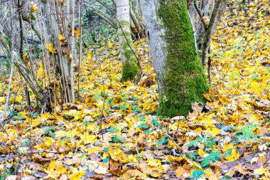 Sonbahar renkli kırsal manzara