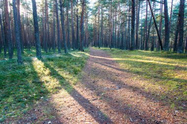 ormanda sonbahar renkli turizm iz