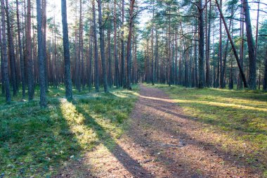 ormanda sonbahar renkli turizm iz