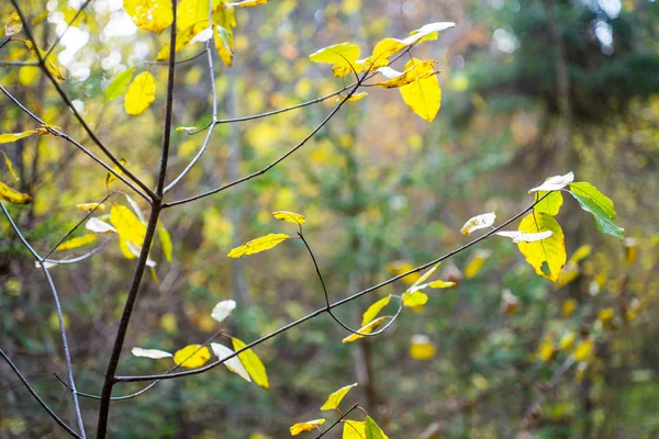 Herfst goud gekleurde bladeren in fel zonlicht — Stockfoto