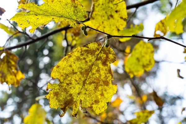 Autunno foglie color oro in piena luce solare — Foto Stock