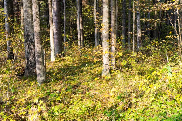 Arbres forestiers aux couleurs automnales à la campagne — Photo