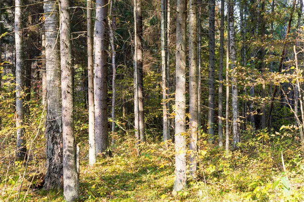 Alberi della foresta in autunno colori in campagna — Foto Stock