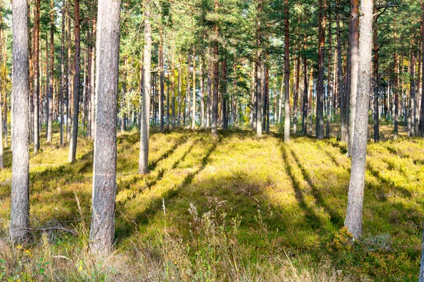 Лісові дерева в осінніх кольорах в сільській місцевості — стокове фото