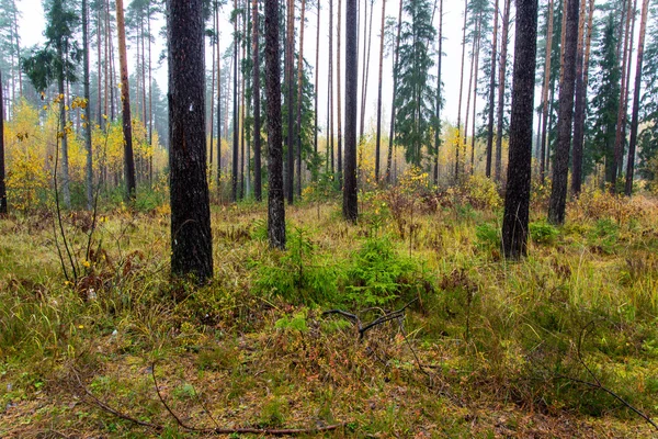 Árboles forestales en colores otoñales en el campo — Foto de Stock