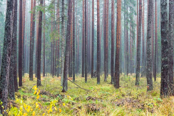 Bos bomen in de herfst kleuren in platteland — Stockfoto