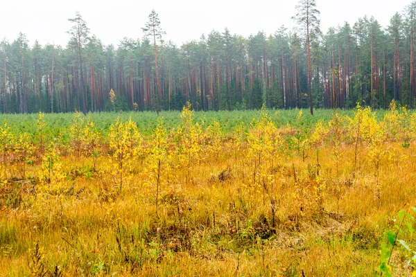 Лесные деревья осеннего цвета в сельской местности — стоковое фото