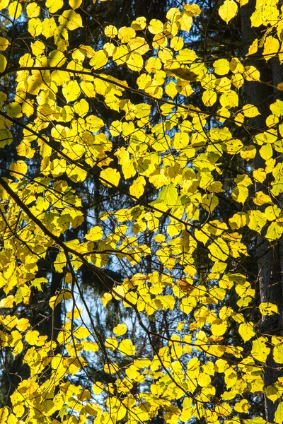 Autumn gold colored leaves in bright sunlight — Stock Photo, Image