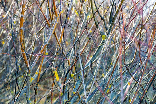 Höstens guld färgade blad i starkt solljus — Stockfoto