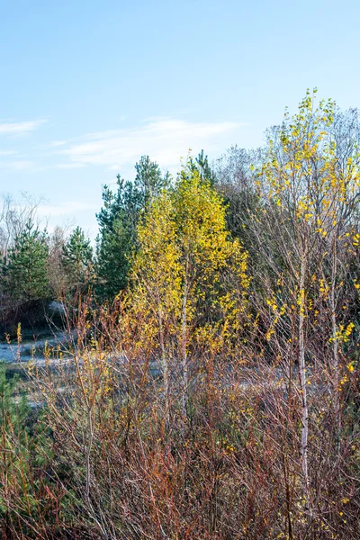 Drzewa leśne w kolory jesieni w okolicy — Zdjęcie stockowe
