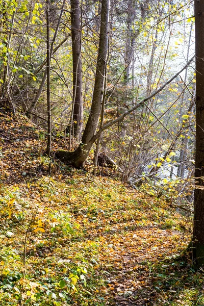 Туристическая тропа осеннего цвета в лесу — стоковое фото