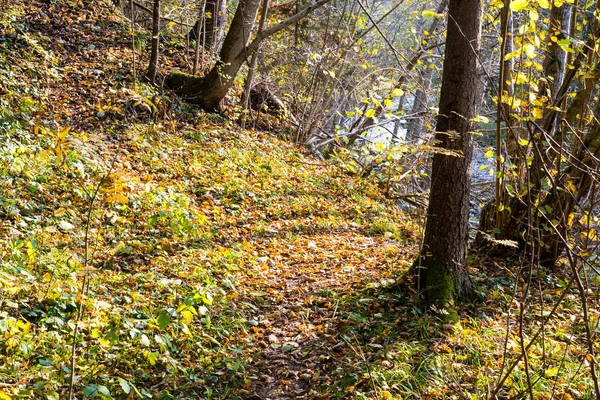 Jesień kolorowy turystyka szlak w lesie — Zdjęcie stockowe