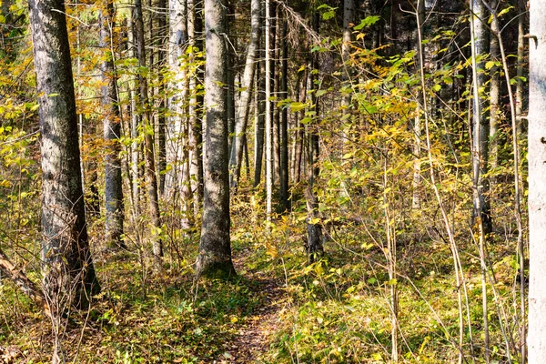 森の中での秋の色の観光トレイル — ストック写真