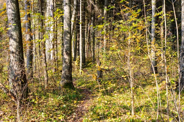 Осінній кольоровий туристичний шлях у лісі — стокове фото
