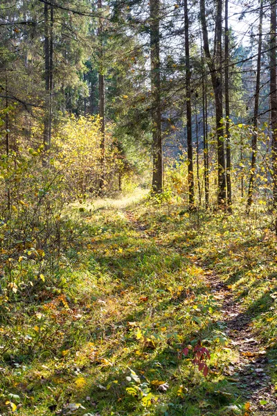 Sentier touristique coloré automne dans les bois — Photo