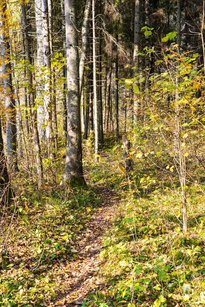 Sendero turístico de color otoño en el bosque — Foto de Stock