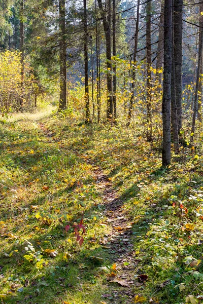Herfst gekleurde toerisme parcours in het bos — Stockfoto
