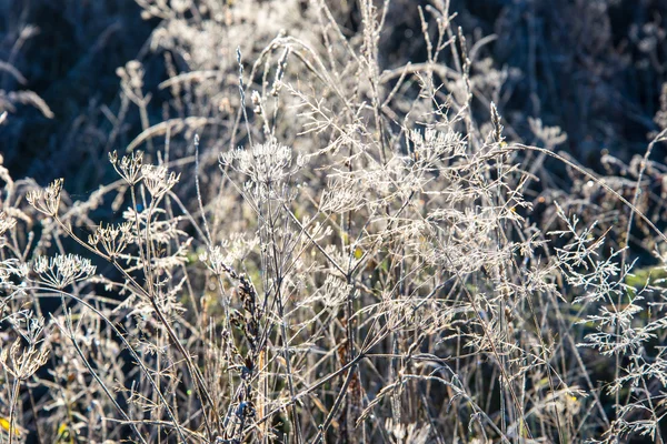 Primo gelo invernale in campagna — Foto Stock