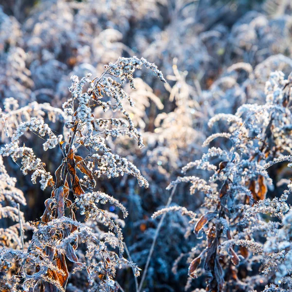 Primeira geada de inverno no país — Fotografia de Stock