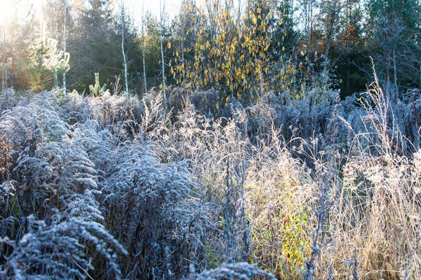 Primeira geada de inverno no país — Fotografia de Stock